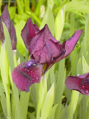 Iris_violett-3.jpg