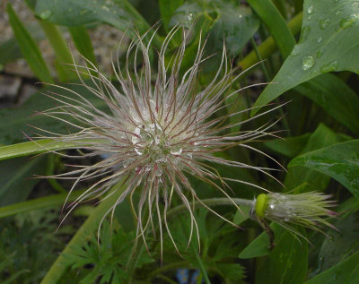 Pulsatilla_Tropfen-1.jpg