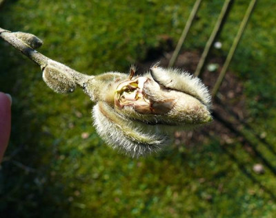 Angefressene_Magnolienknospe.jpg