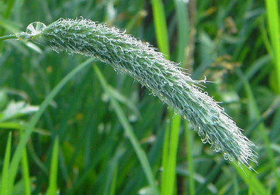 Wiesenfuchsschwanz-1.jpg