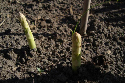 20110409_zg.jpg