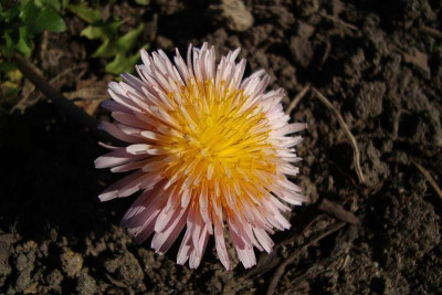 taraxacum_pseudoroseum_2011_zg.jpg