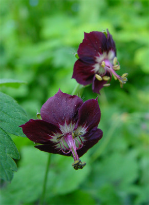 geranium_phaeum_27_4.jpg