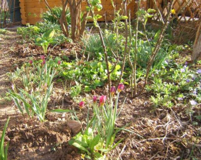 Haselbeet_9-4-11.JPG