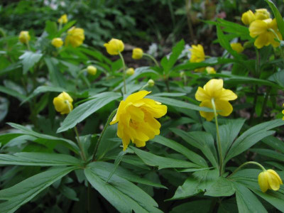 Anemone_fl_pl.jpg