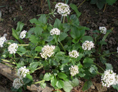 Valeriana_welche_2011.jpg