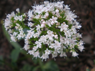 Valeriana_welche_20111ea.jpg
