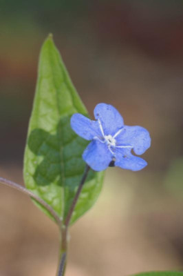 IMGP0632.1.jpg