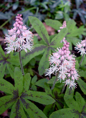 tiarella_spring_sym.jpg