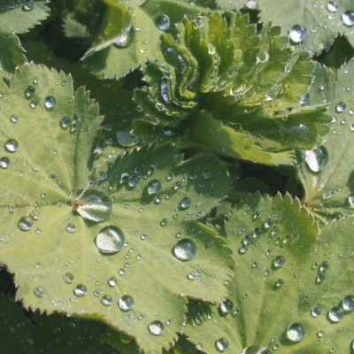 Alchemilla_mollis003.jpg