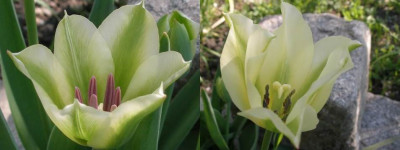 Clip-springgreen.jpg