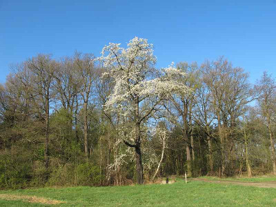 Vogelkirsche_ue.jpg