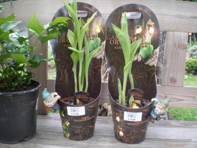 Cypripedium_Pueblo_und_Kentucky_2011ea.jpg