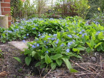Omphalodes_verna_800x600.jpg