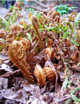 Dryopteris-Austrieb2.jpg