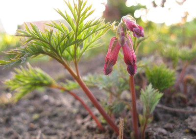 Dicentra_Adrian_Bloom_2011.jpg