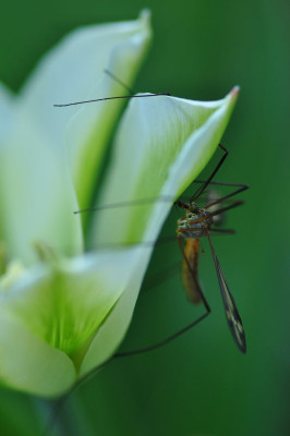 Wiesenschnake.JPG