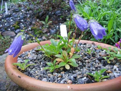 Campanula_chamissonis.jpg