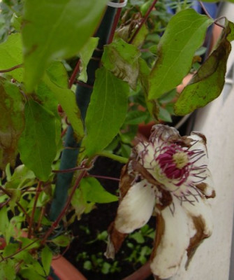 windschaden_clematis.jpg