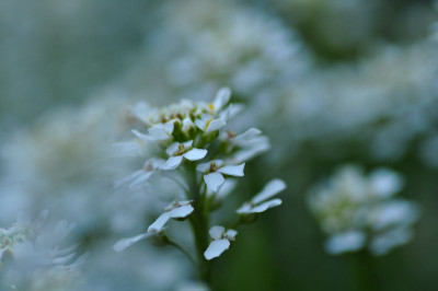 Schleifenblume.JPG