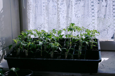 Tomaten_April_0111.jpg