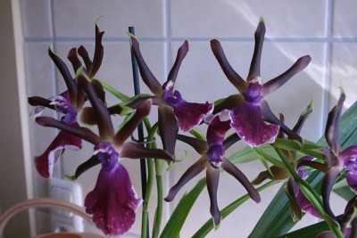Zygopetalum2311.jpg