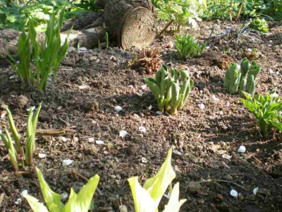 Hosta_Austrieb_2011ea.jpg
