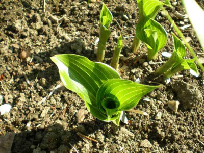 Hosta_rupifraga_Austrieb_2011ea.jpg