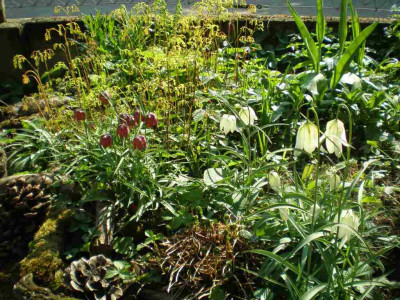 Fritillaria_meleagris_Adiantum_pedatum_2011ea.jpg