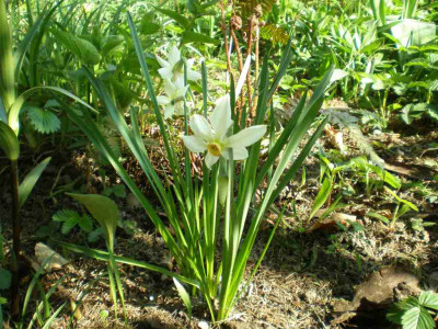 Narcissus_radiiflorus_2011ea.jpg