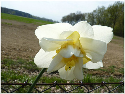 GPnarzisse04_manley.jpg