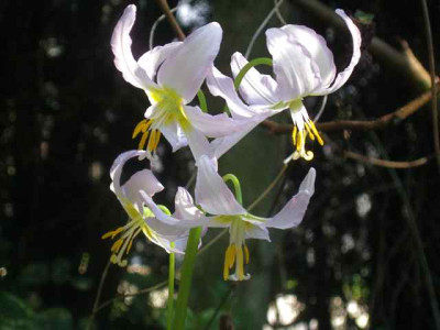 E._multiscapoideum__IMG_8565.jpg