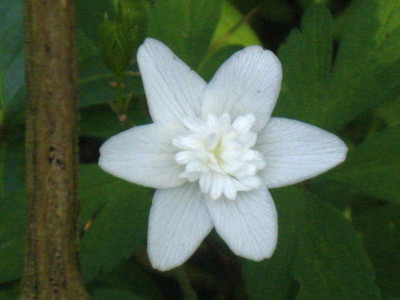 A._Alba_Plena__IMG_8561.jpg
