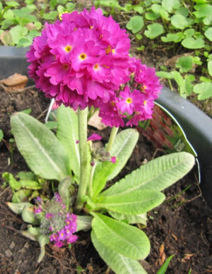 Primula_denticulata_110417.jpg