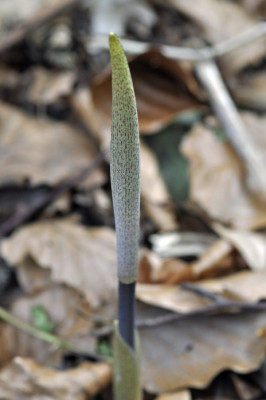 polygonatum-vertic.-giant-.jpg