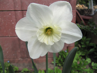 Narcissus_Verona.jpg