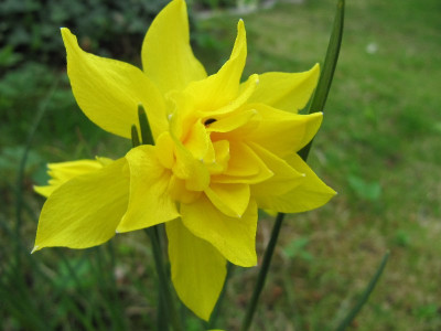 Narzisse_Kirschbaum_110417.jpg