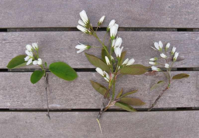 Amelanchier_Vergleich_800x600.jpg