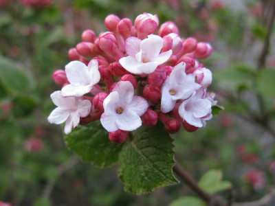 Viburnum_carlesii_Diana_800x600.jpg