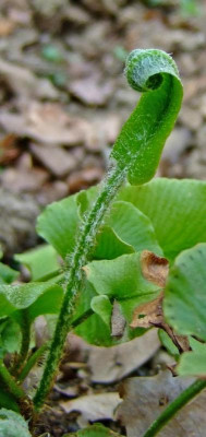 Asplenium-scolopendrium2.jpg