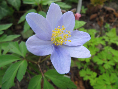 Anemone_allenii_110417.jpg
