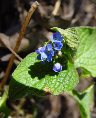 Omphalodes_verna.jpg