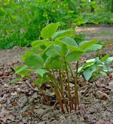 Deinanthe-caerulea.jpg