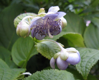 Deinanthe_bifida.jpg