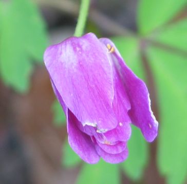 nemorosa-weistern.jpg