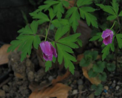 nemorosa-parkplatz.jpg