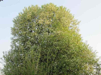 Traubenkirsche_110417.jpg
