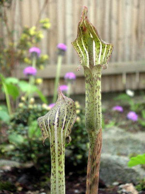Arisaema_nepenthoides_2005-04-28.JPG
