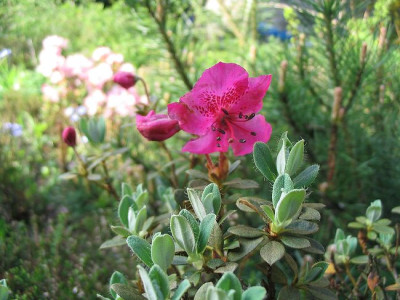 Rhododendron_calostrotum_Gigha_Hortu.jpg