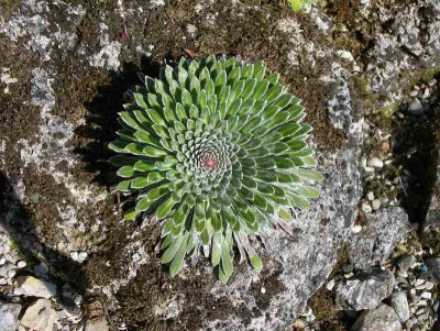 comp_Saxifraga_longifolia_17.04.11.jpg